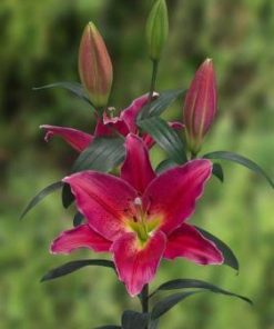 Mateo Lilium