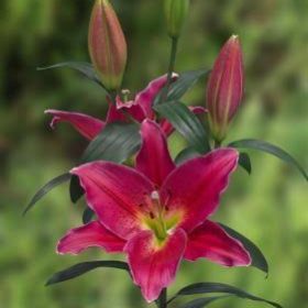 Mateo Lilium Bulbs (Oriental, Red Flower, 4 Bulbs Pack)