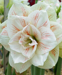 Nymph Amaryllis