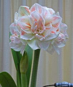 Nymph Amaryllis