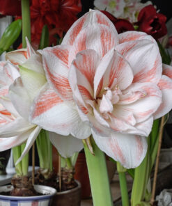 Nymph Amaryllis