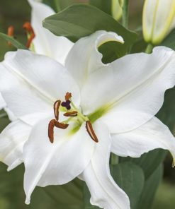 Siberia Lilium