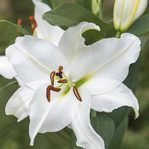 Buy Siberia Lilium Bulbs (Oriental Lilium, White Flower, 4 Bulbs Pack ...