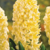 Hyacinth City of Haarlem