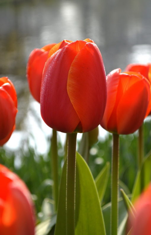 Buy Ad Rem Tulip Bulbs (Orange, 5 Bulbs) : 2020 Collection - Bagh.pk