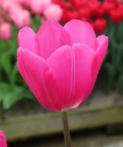 Tulip Pink Ardour