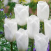 Tulip Royal Virgin