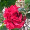 Poinsettia Double Flower