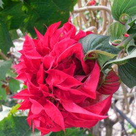 Double Poinsettia (Red)