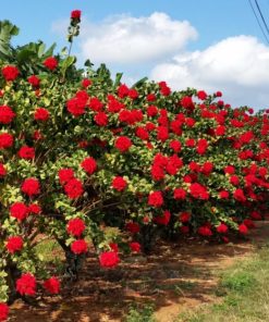 Poinsettia Double Hedge