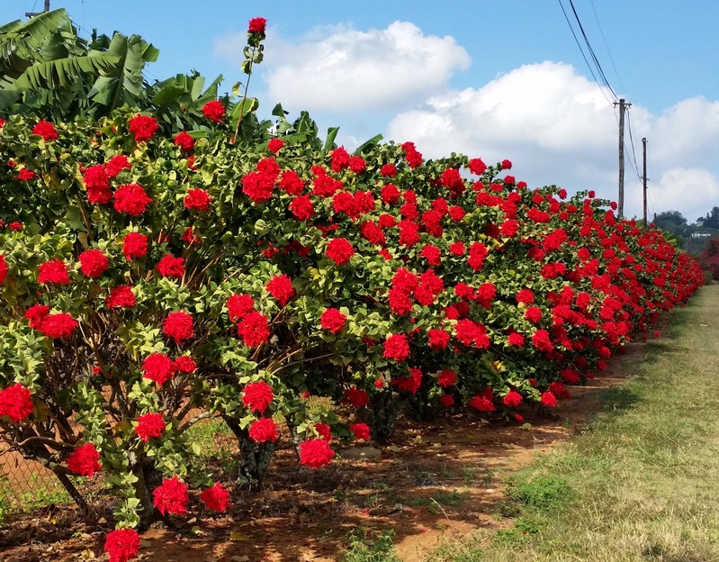 Poinsettia Double Hedge