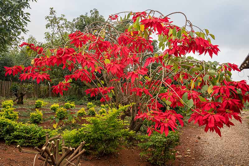 Poinsettia Double Tree