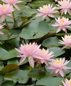 Nymphaea Colorado Water Lily