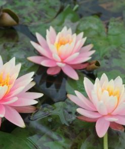 Nymphaea Colorado Water Lily