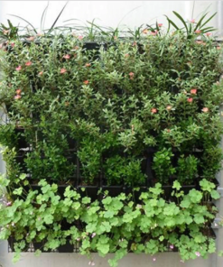 Wall Planter Ideas