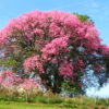Buddha Tree
