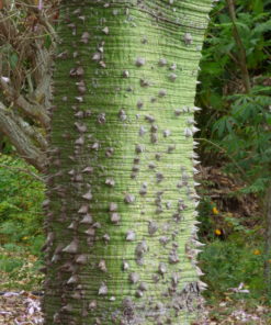 Buddha Tree Thorny Trunk