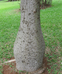 Buddha Tree Trunk