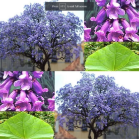 Royal Empress Tree (Paulownia Elongata)
