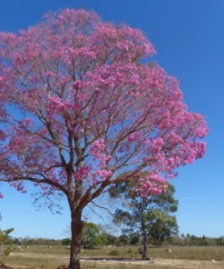 Pink Tabebuia Heptaphyllus Tree