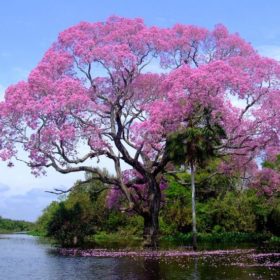 Pink Tabebuia - Brazilian Trumpet Tree (Tabebuia Heptaphyllus) - Free Delivery