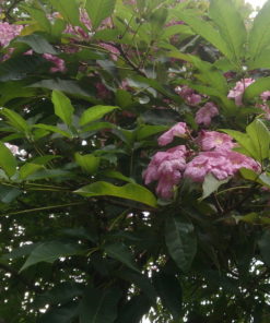Tabebuia Rosea Closeup