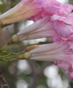 Tabebuia Rosea Flowers