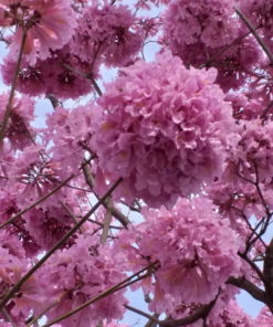 Tabebuia Rosea Flowers