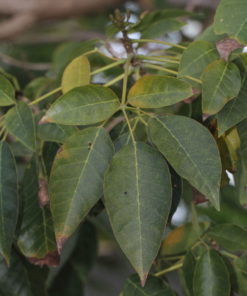 Tabebuia Rosea Leaves