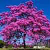 Tabebuia Rosea Tree
