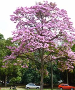 Tabebuia Rosea Tree
