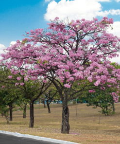 Tabebuia Rosea Tree
