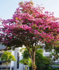 Tabebuia Rosea Tree