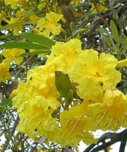 Yellow Tabebuia Aurea Flowers