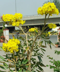 Yellow Tabebuia Aurea Flowers
