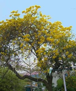 Yellow Tabebuia Aurea Tree