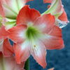 King Star Amaryllis