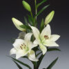 Richmond Lilium