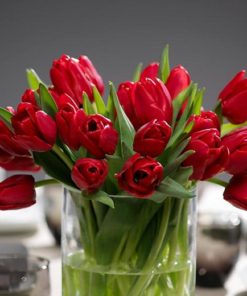 Tulip Ile De France