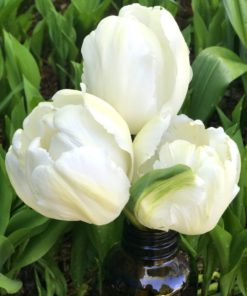 Tulip White Parrot