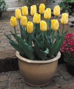 Tulip Yellow Flight