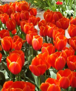 Tulip World's Favourite