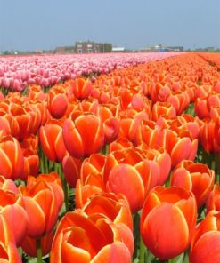 Tulip World's Favourite
