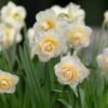 Daffodil Bridal Crown