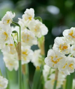 Daffodil Bridal Crown