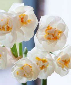 Daffodil Bridal Crown