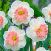 Daffodil Pink Parasol