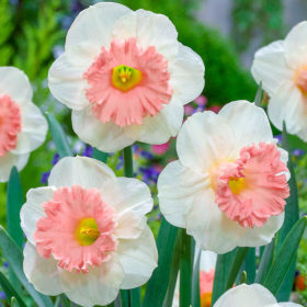 'Pink Parasol' Narcissus Bulbs (Trumpet Daffodil, White/Peach, 5 bulbs @ Rs. 350 each)