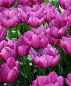 Tulip Purple Prince