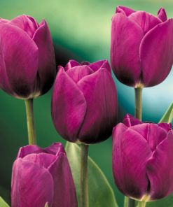 Tulip Purple Prince